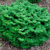 Balsam fir nana
